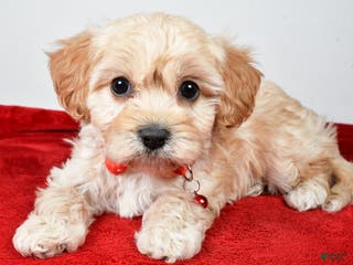 Cavachon dogs Gale - Ad 10