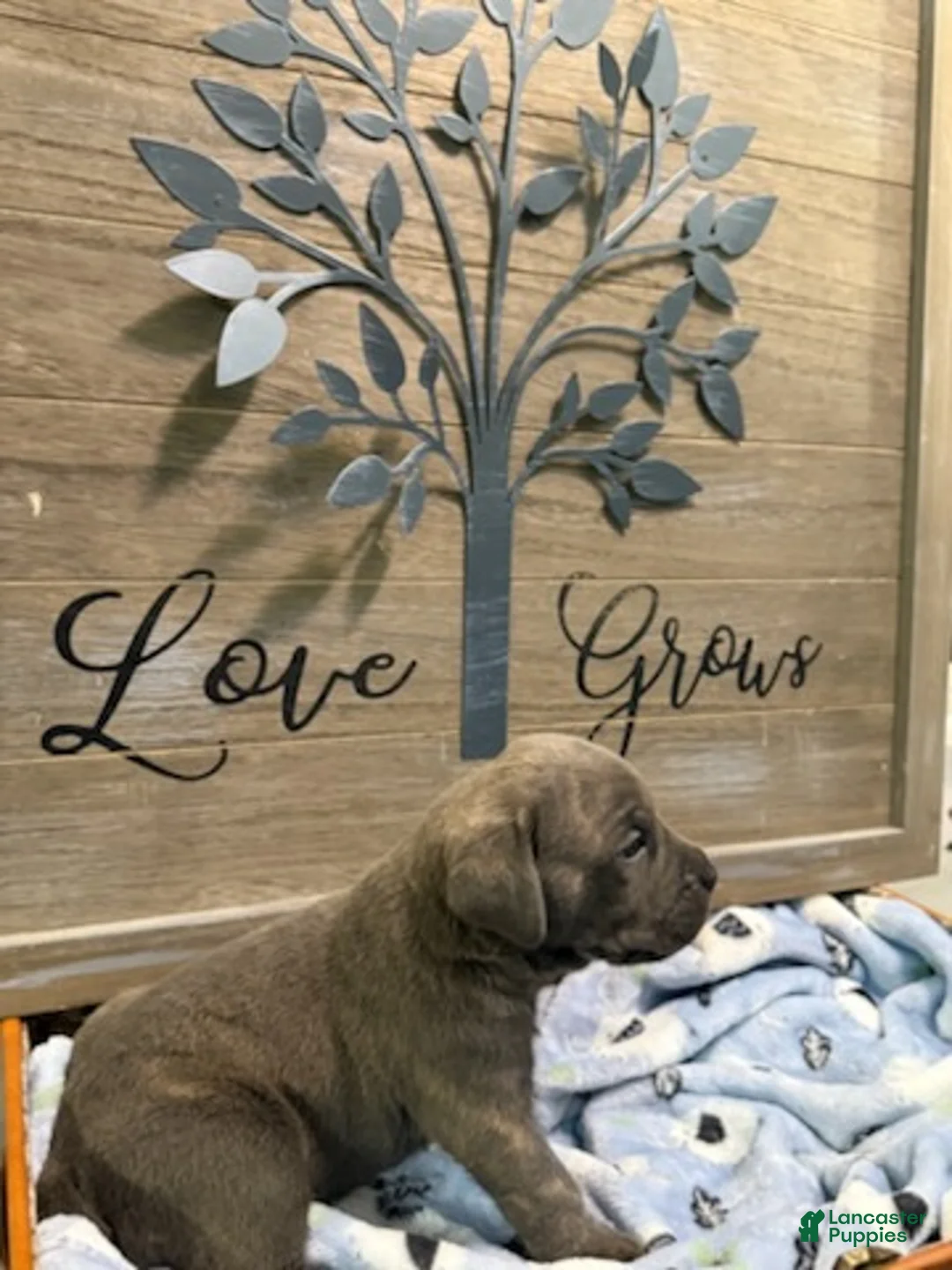 Cane Corso dogs for sale: Boy 1 - Ad 1
