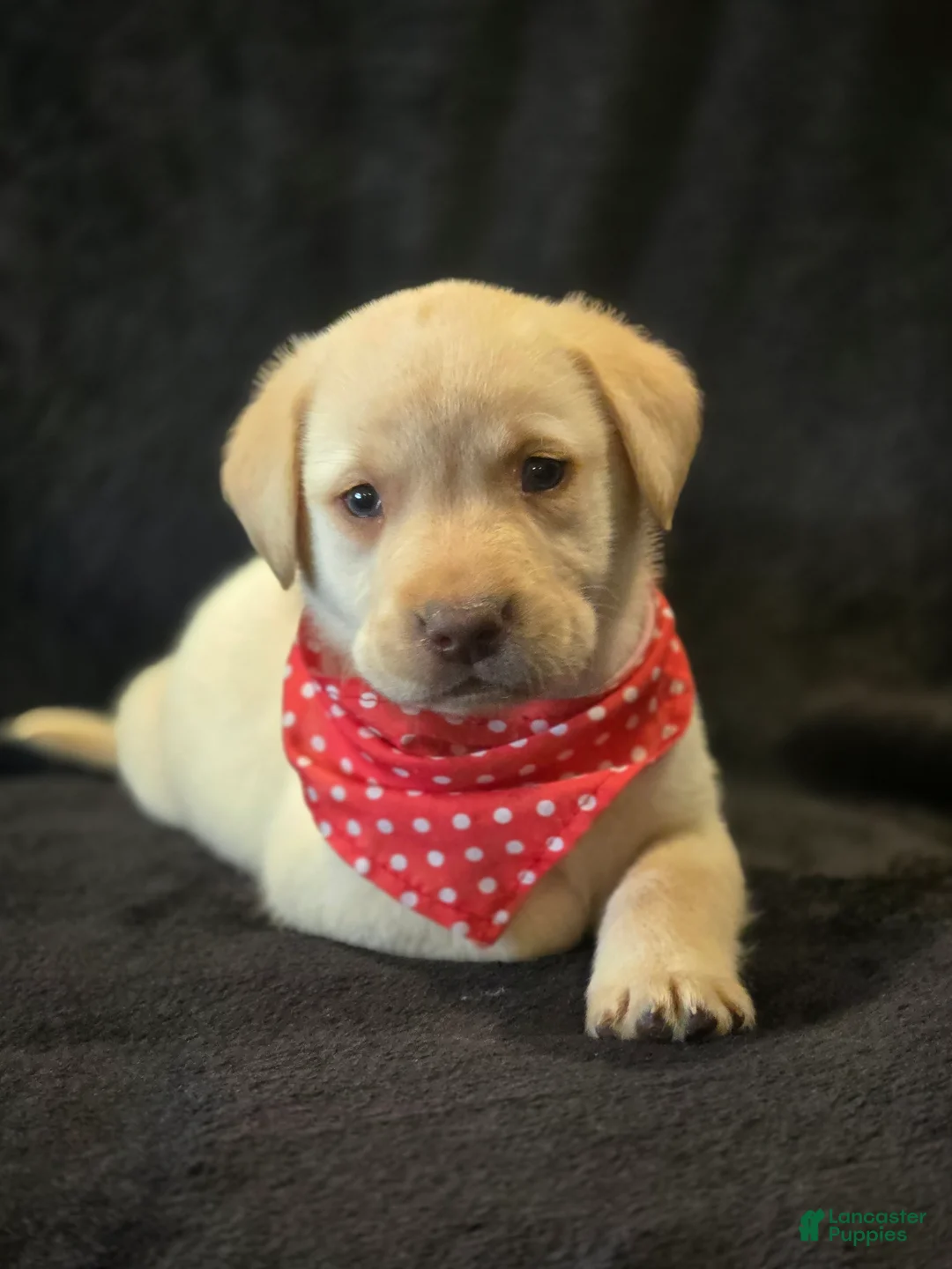 Labrador Retriever dogs for sale: Labrador Retriever 1 - Ad 1