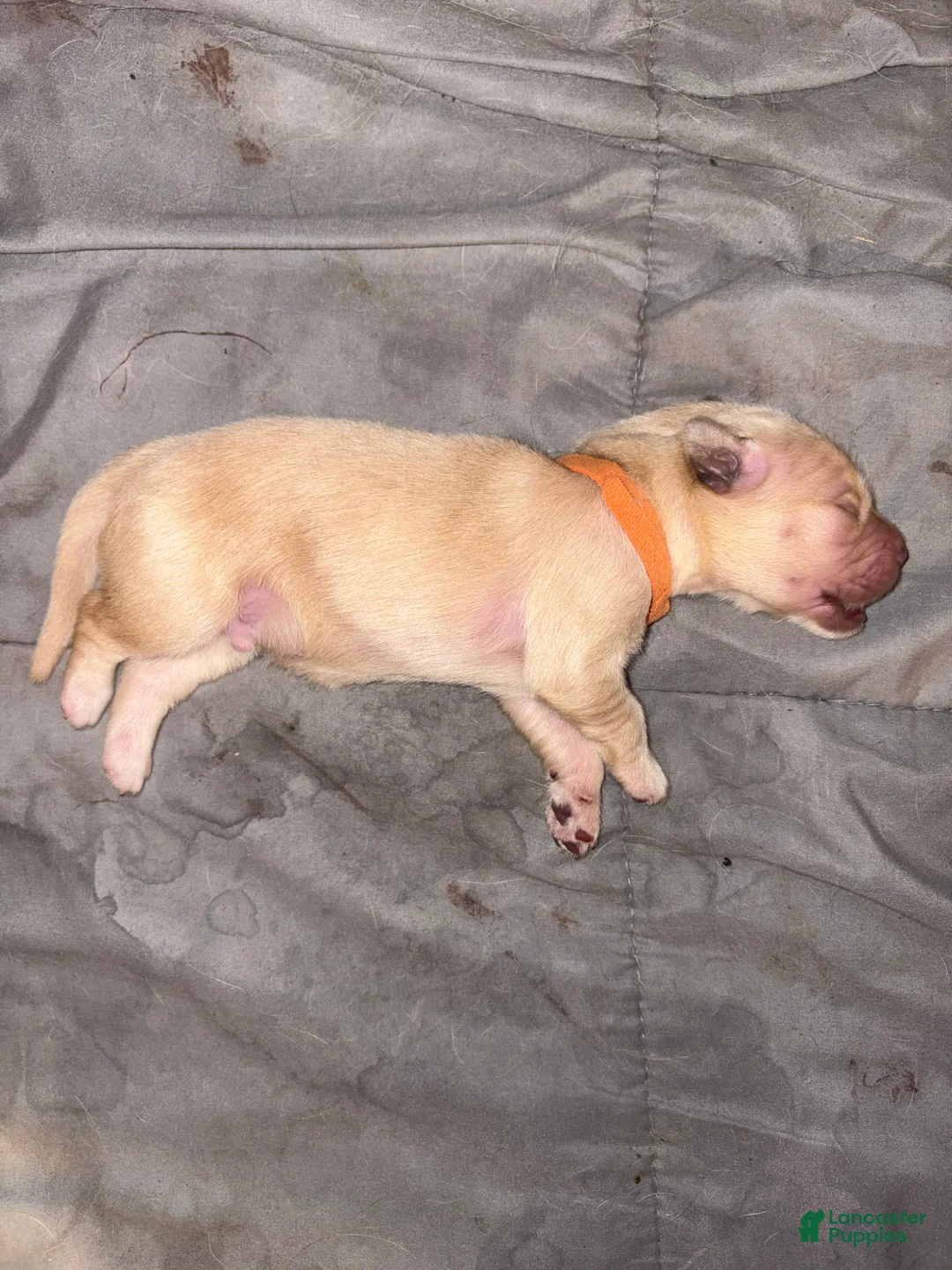Golden Retriever dogs for sale: Cinnamon - Ad 1