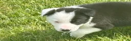 Border Collie dogs for sale: AXLE - Ad 4