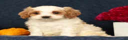 Cavapoo dogs for sale: Penelope - Ad 8