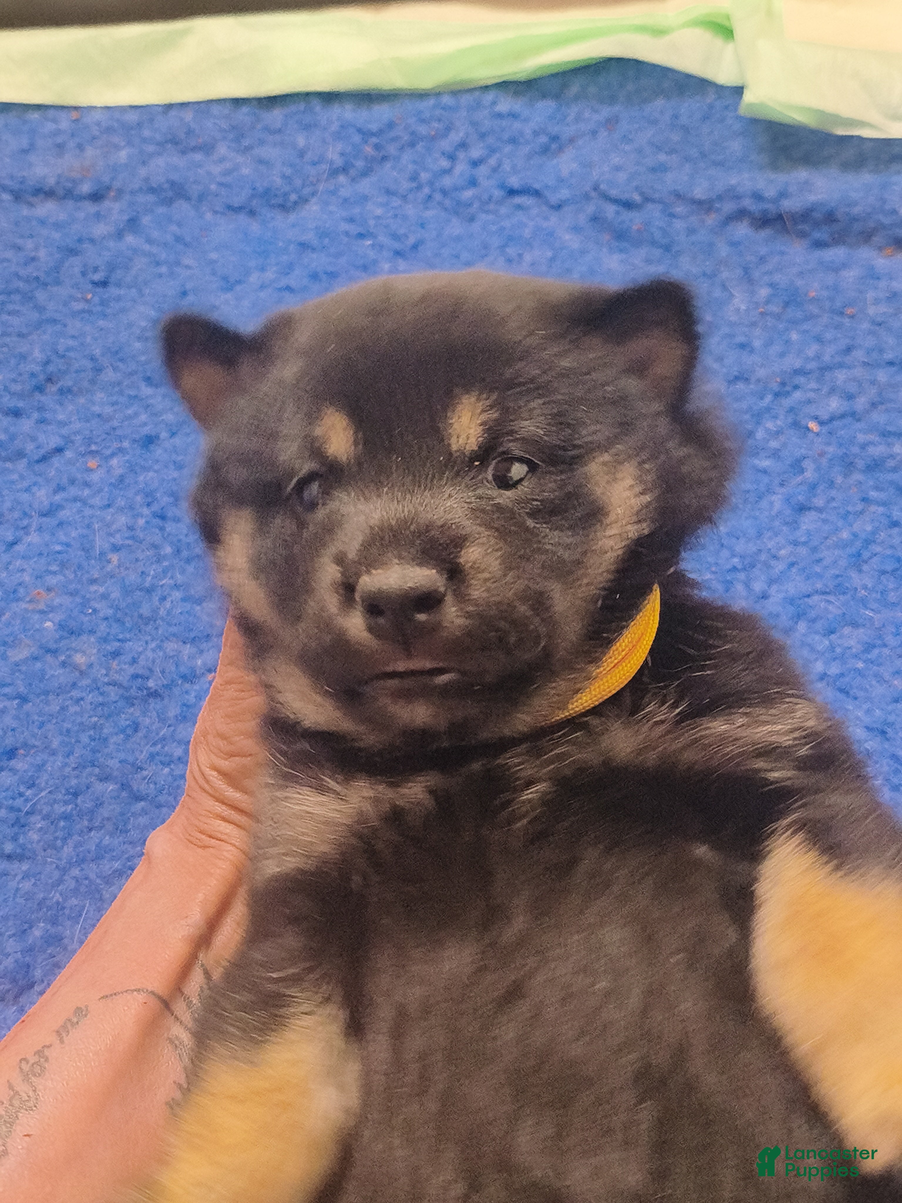 Shiba Inu dogs Shiba Inu Puppy 2 - Ad 2