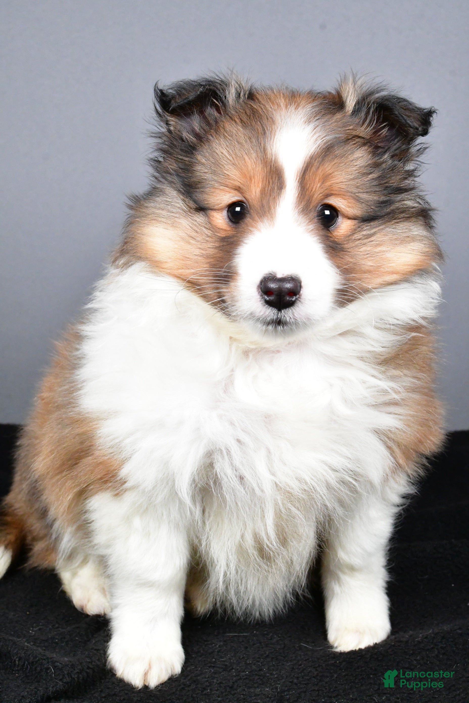 Shetland Sheepdog dogs Tracy - Ad 2