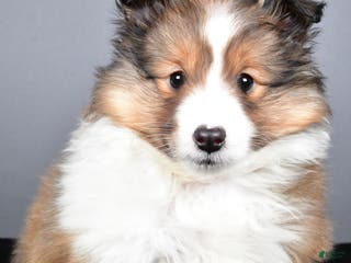 Shetland Sheepdog dogs Tracy - Ad 2