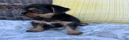 Shorkie dogs for sale: Emma - Ad 3