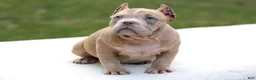 American Bully dogs for sale: Lilac Merle Female - Ad 3