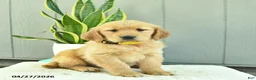 Golden Retriever dogs for sale: Honey   - Ad 4