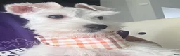 Miniature Schnauzer dogs for sale: Miniature Schnauzer 1 - Ad 6