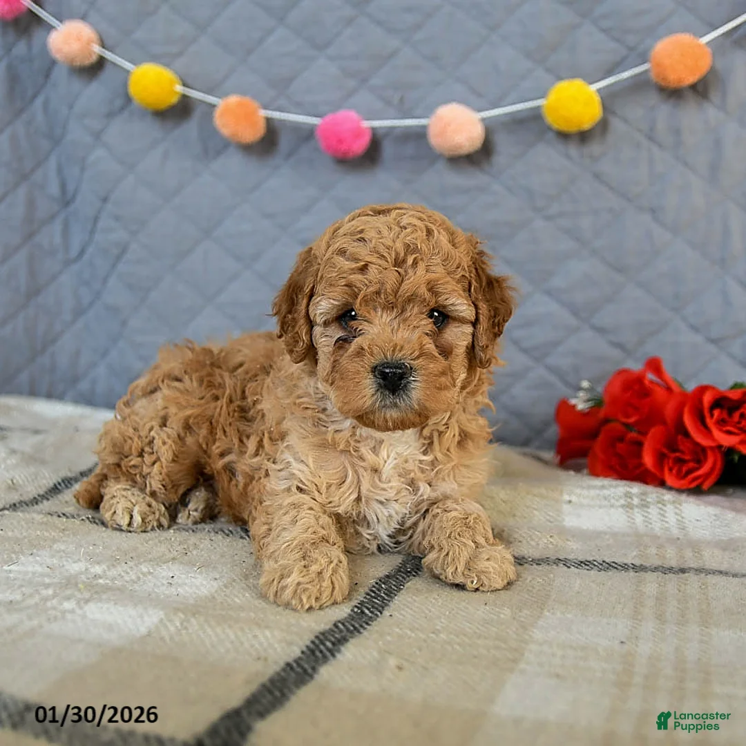Cavapoo dogs for sale: Irresistible - Ad 2