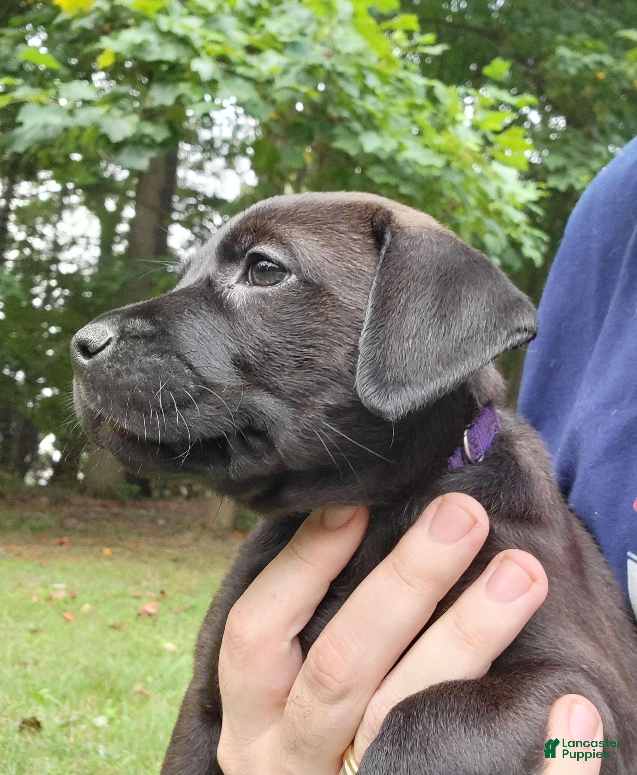 Mixed Breed dogs Zira (purple collar) - Ad 2