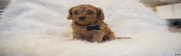 Cavapoo dogs for sale: Mars  - Ad 4