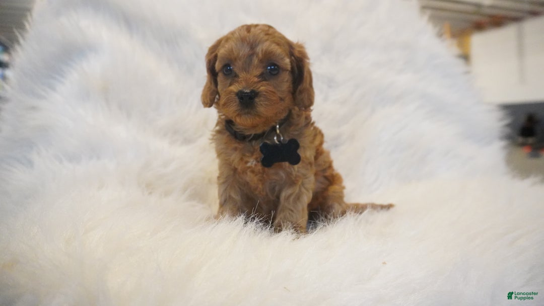 Cavapoo dogs for sale: Mars  - Ad 4
