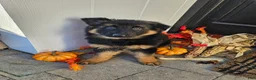 German Shepherd dogs for sale: Remi - Ad 5