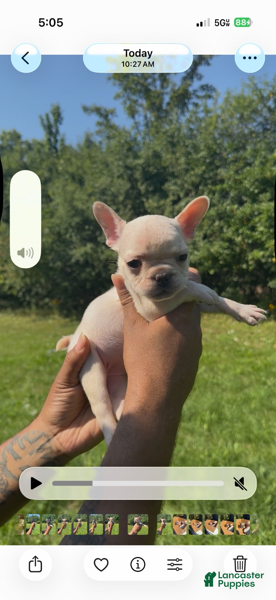 French Bulldog dogs McQueen  - Ad 34