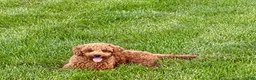 Cavapoo dogs for sale: Charlie - Ad 6