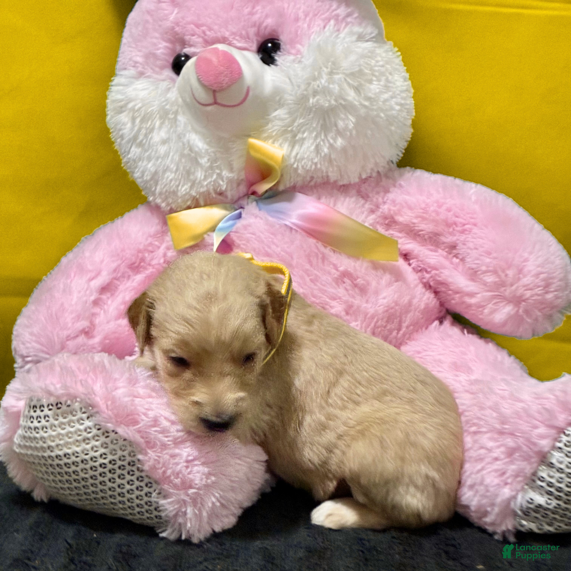 Goldendoodle dogs Ashoka Tano - Ad 2