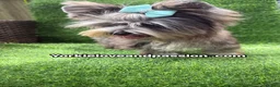 Yorkshire Terrier dogs for sale: Merle male one blue eye  - Ad 7