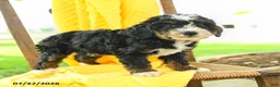 Mini Bernedoodle dogs for sale: Caroline - Ad 3