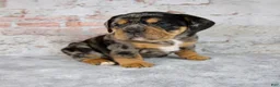 Beabull dogs for sale: Graham - Ad 6