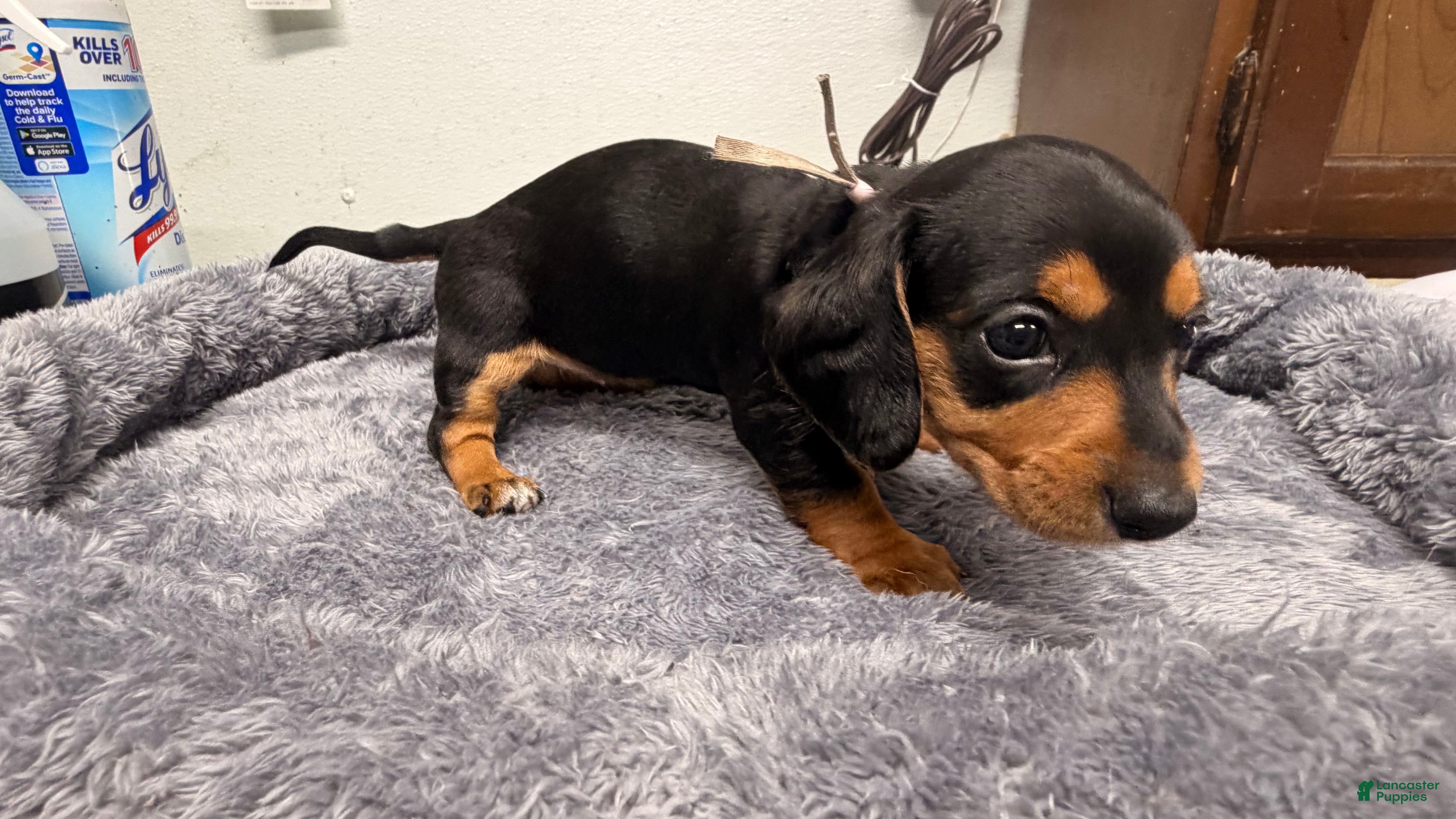 Miniature Dachshund dogs Miniature Dachshund 4 - Ad 1