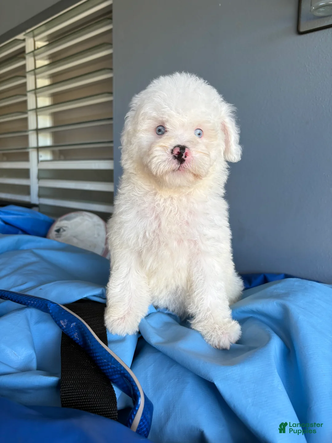 Mini Bernedoodle dogs for sale: Casper - Ad 4
