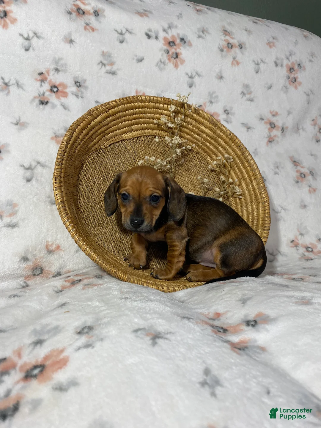 Miniature Dachshund dogs for sale: Miniature Dachshund Puppy 1 - Ad 4