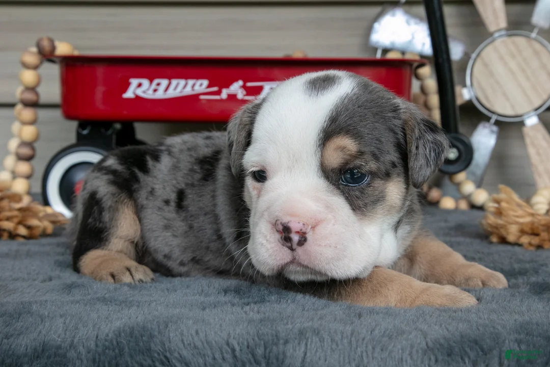 Beabull dogs for sale: Nemo - Ad 2