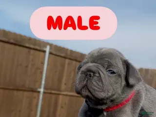 French Bulldog dogs Boy 2 - Ad 15