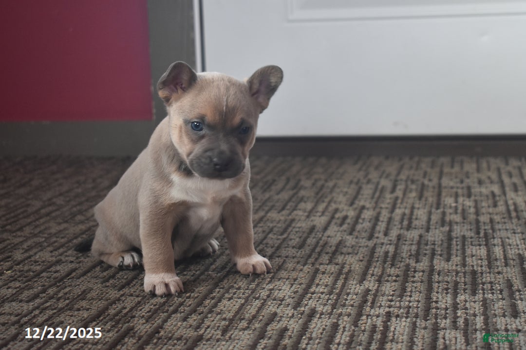 Mixed Breed dogs for sale: Isabelle - Ad 3