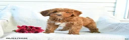 Mini Goldendoodle dogs for sale: Monica - Ad 8