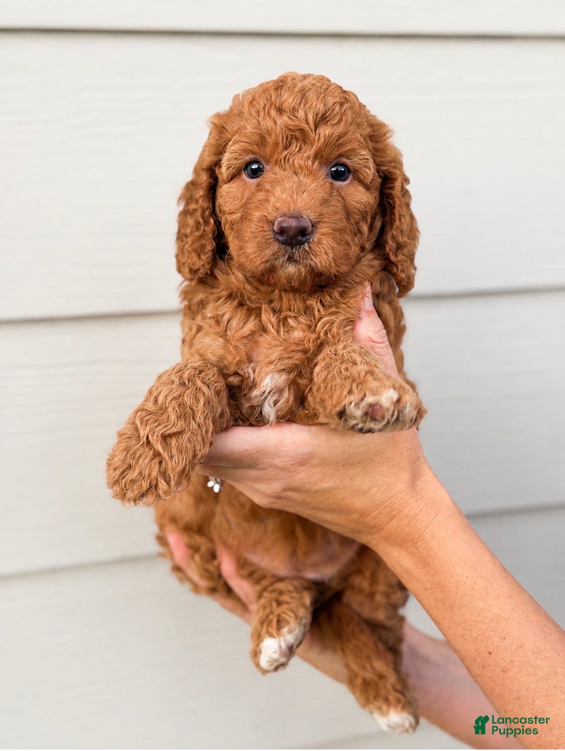 Goldendoodle dogs Jersey - Ad 1