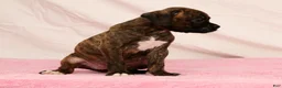 Boxer dogs for sale: Shadow - Ad 9