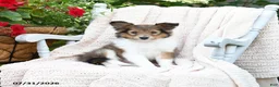 Shetland Sheepdog dogs for sale: Ann - Ad 2