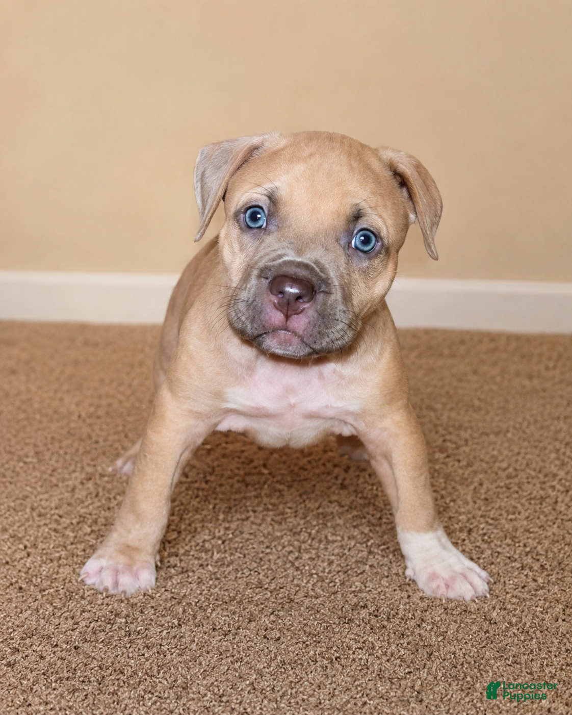 American Bully dogs Katarra  - Ad 15