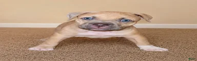 Katarra 