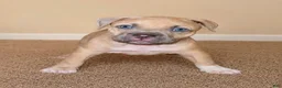 American Bully dogs for sale: Katarra  - Ad 1
