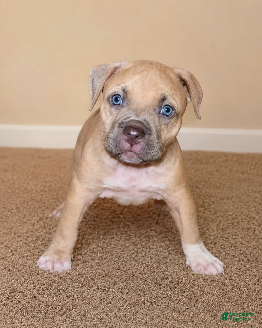 American Bully dogs for sale: Katarra  - Ad 1