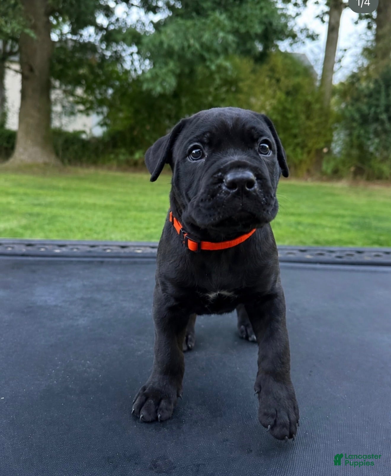 Mixed Breed dogs Mixed Breed 2 - Ad 5