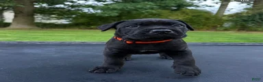 Mixed Breed 2