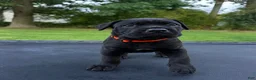 Mixed Breed dogs for sale: Mixed Breed 2 - Ad 1
