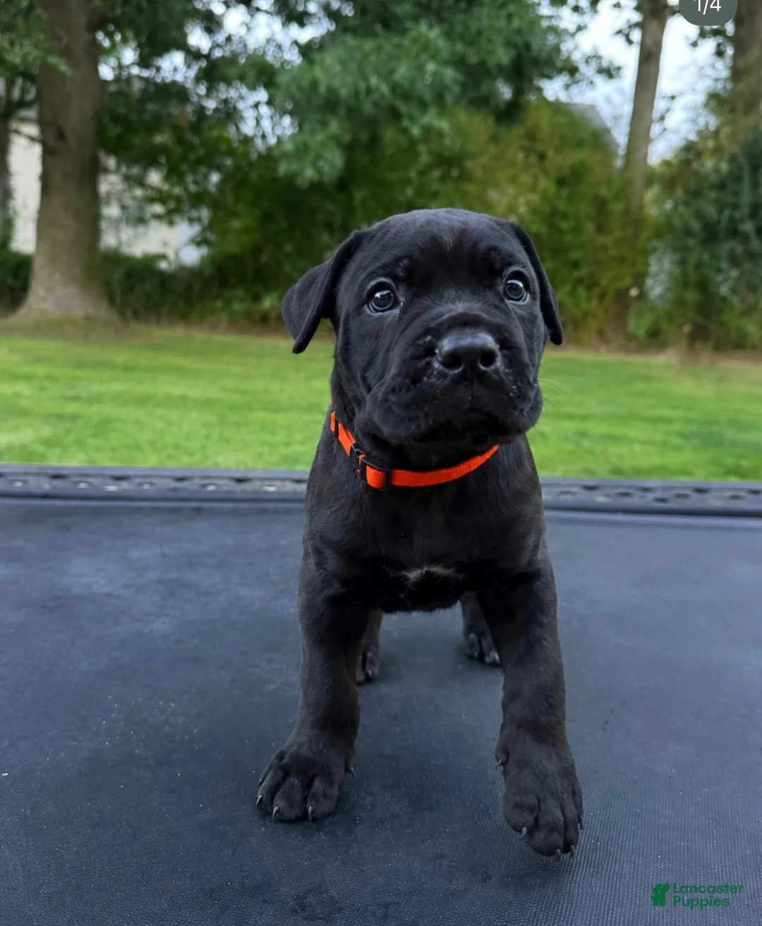 Mixed Breed dogs for sale: Mixed Breed 2 - Ad 1