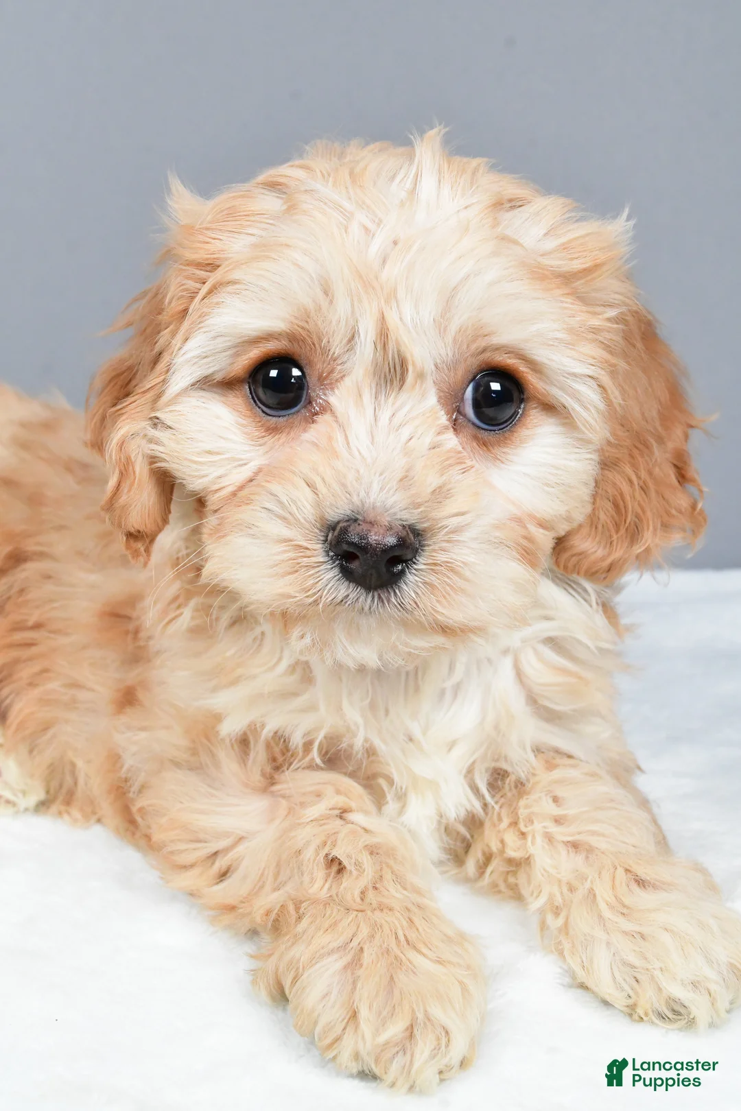 Cavachon dogs for sale: Ripley - Ad 5