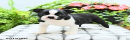 Boston Terrier dogs for sale: Lisa - Ad 4