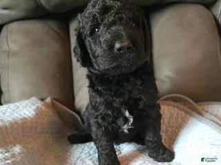 Labradoodle dogs - Ad 16