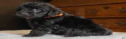 Mini Goldendoodle dogs for sale: Mr Miko (Mini) - Ad 3
