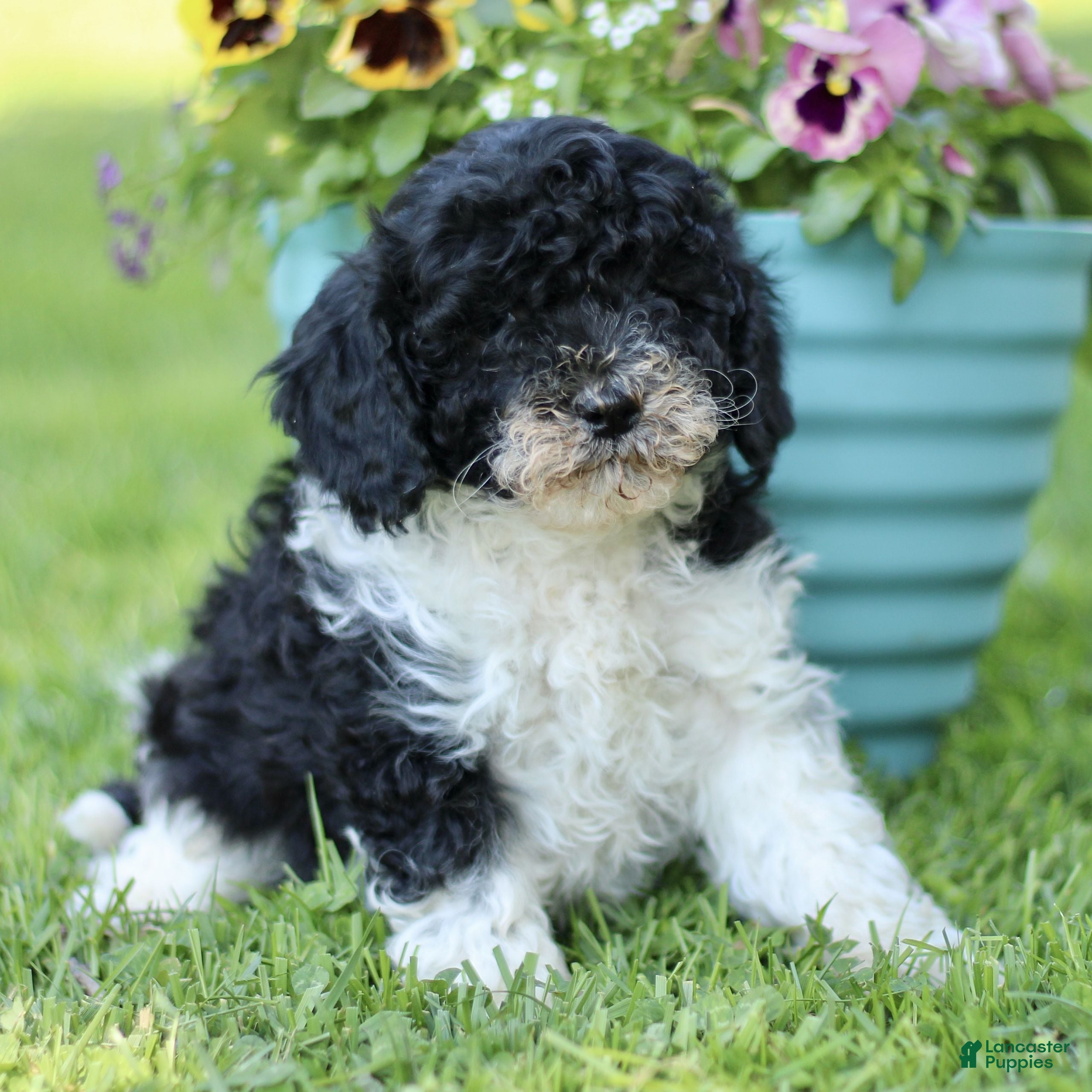Cavapoo dogs for sale: Logan  - Ad 1