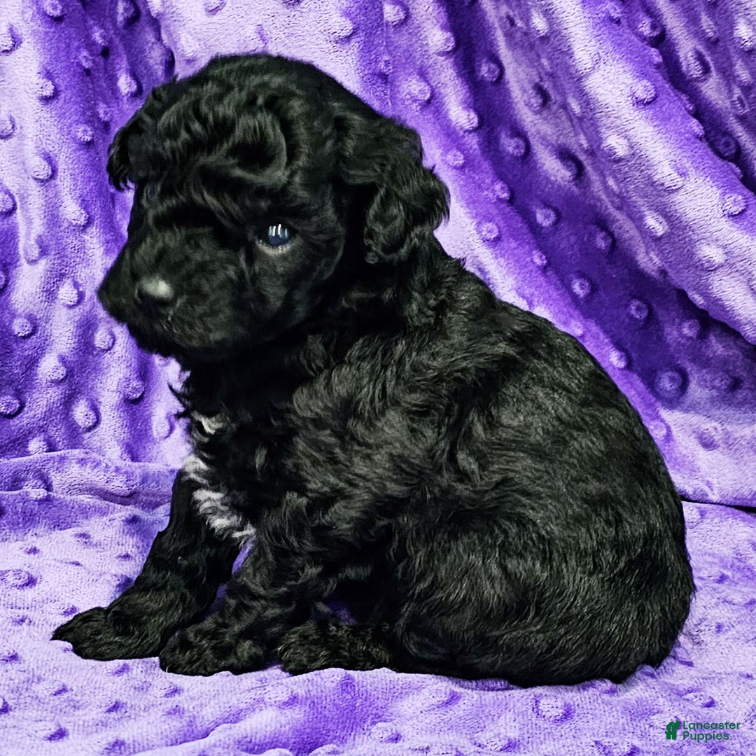 Mixed Breed dogs for sale: Dahlia - Ad 3