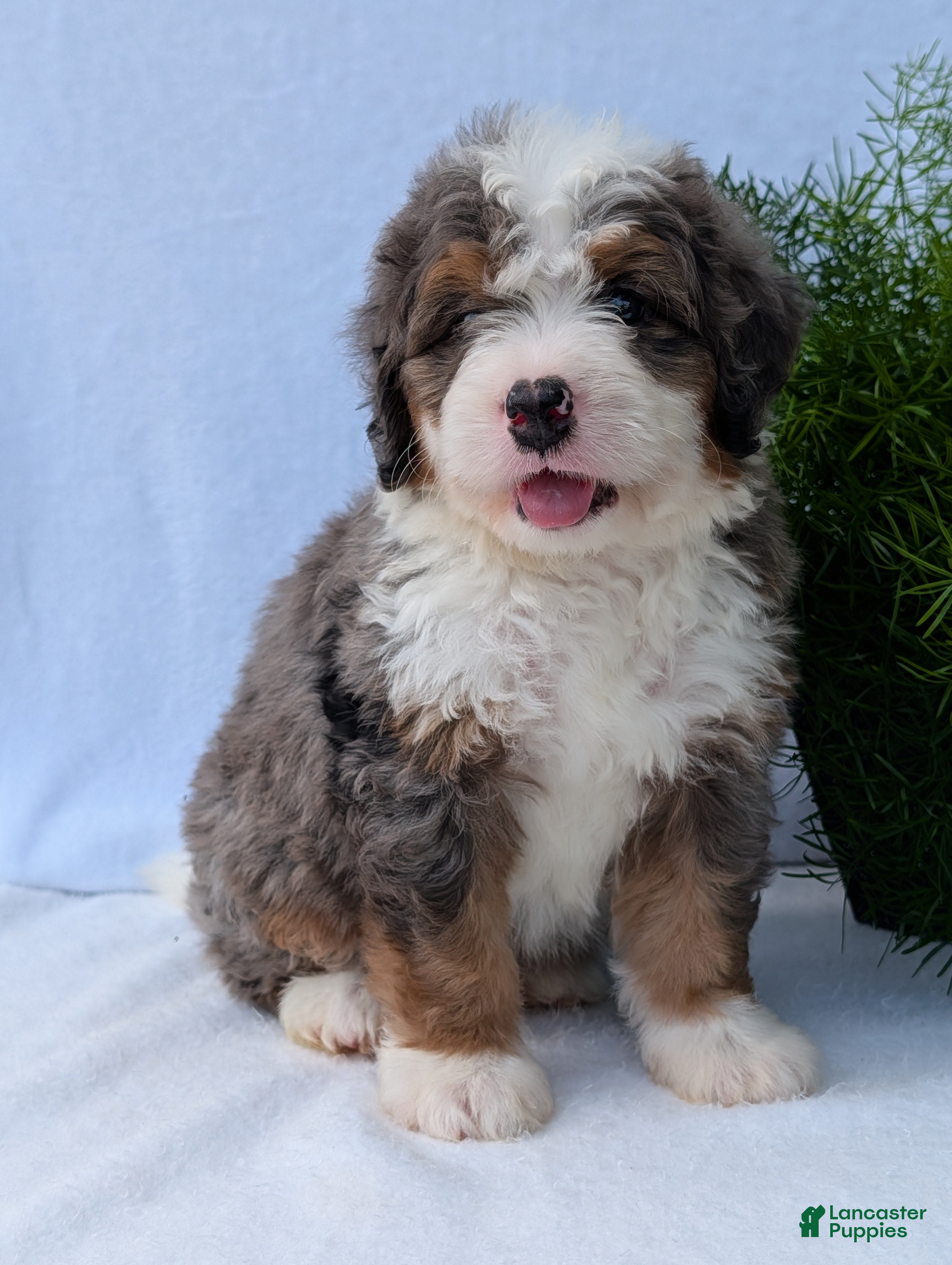 Mini Bernedoodle dogs Mini Banks  - Ad 2