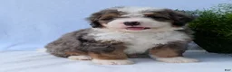 Mini Bernedoodle dogs for sale: Mini Banks  - Ad 2